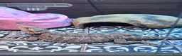 Bearded Dragon reptiles for sale: Bearded Dragon and set up for sale  in Rotherham - Advert 6
