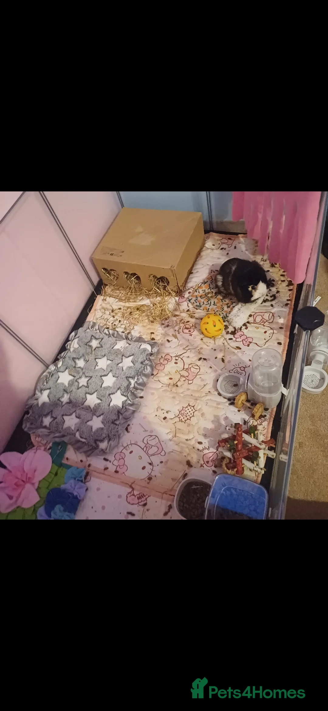 Guinea Pig rodents for sale: Two sweet guinea pigs + full setup - Advert 11