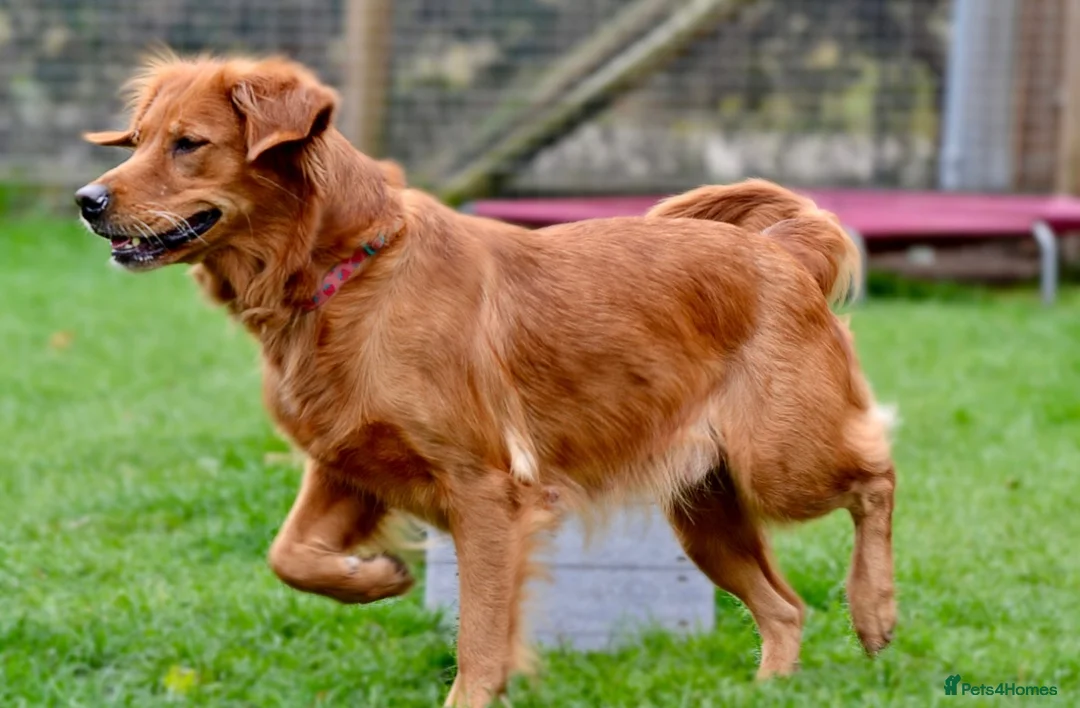 Golden Retriever dogs for sale: Stunning Dark Red Retreiver Pups  - Advert 7