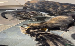 Mixed Breed cats for sale: 3 half Russian blue and mixed breed tabby - Image 1