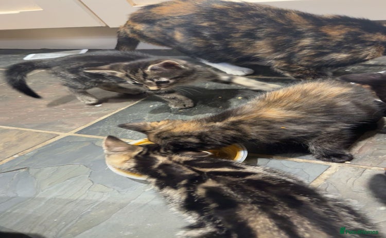 Mixed Breed cats - Advert 1