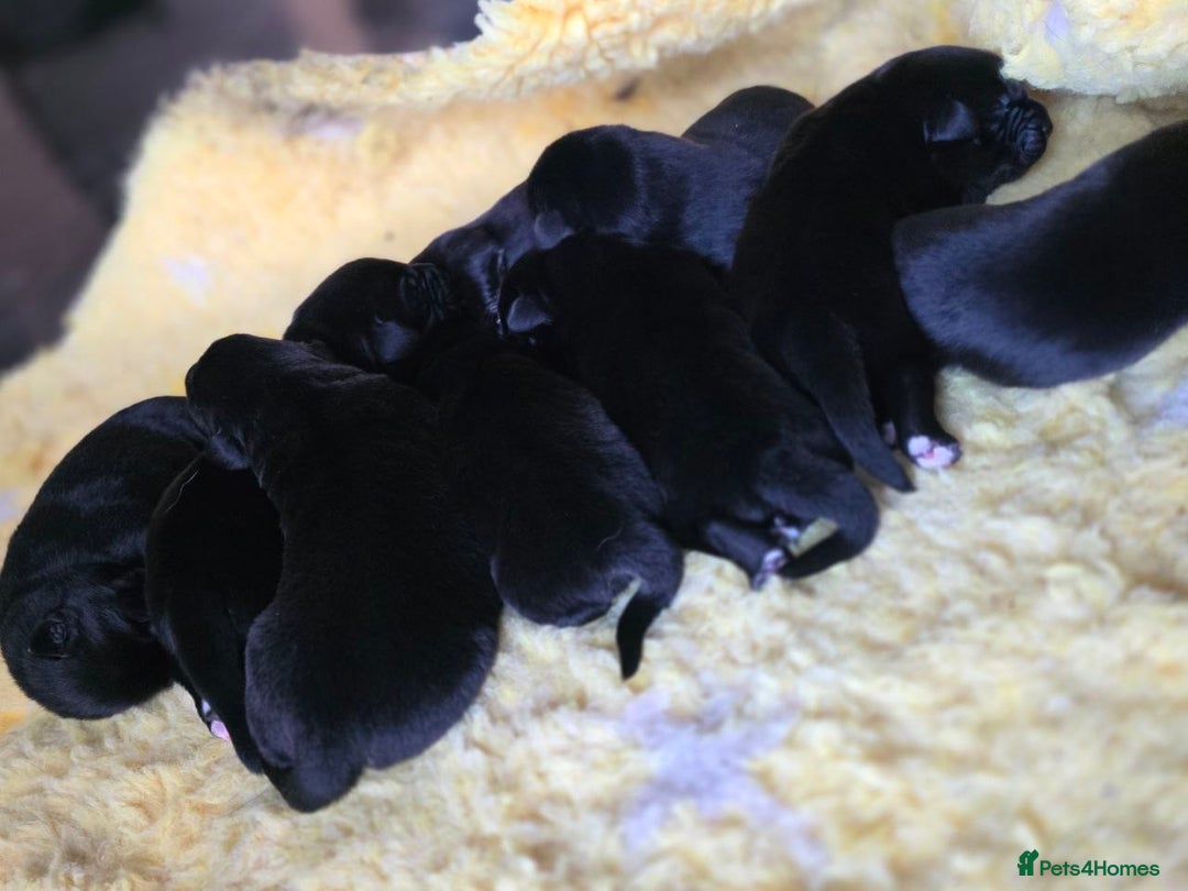 Mixed Breed dogs for sale: Aussiedor puppies - Image 4