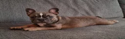 French Bulldog dogs for sale: Urgent Furever Home Needed.  - Advert 14