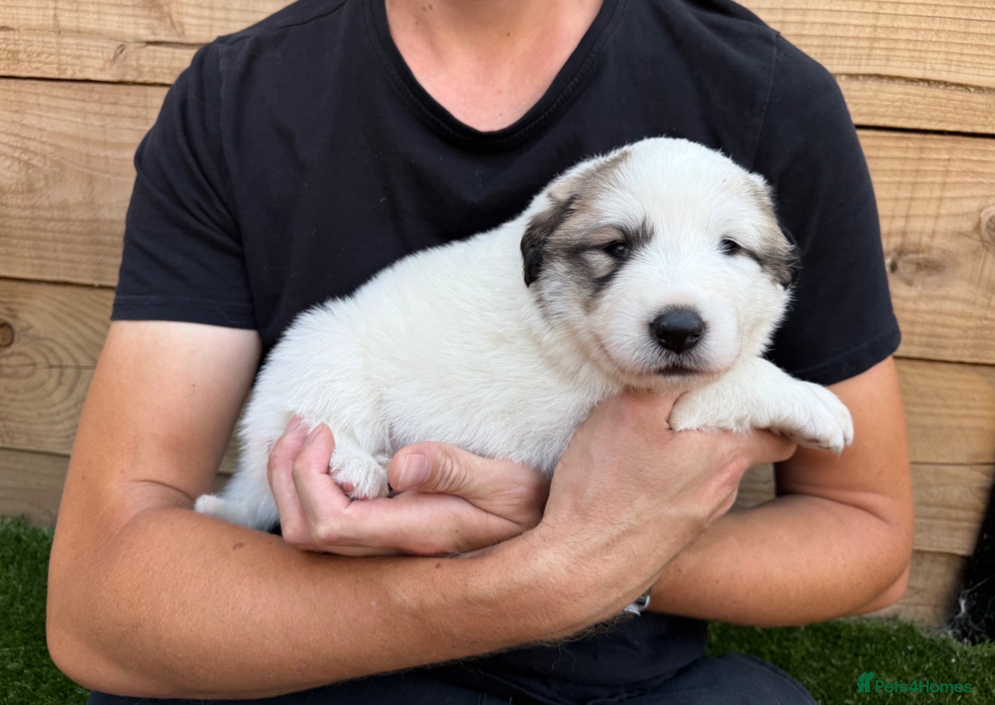 Pyrenean Mountain Dog dogs Beautiful KC Reg. Pyrenean Mountain Dog Puppies - Advert 2