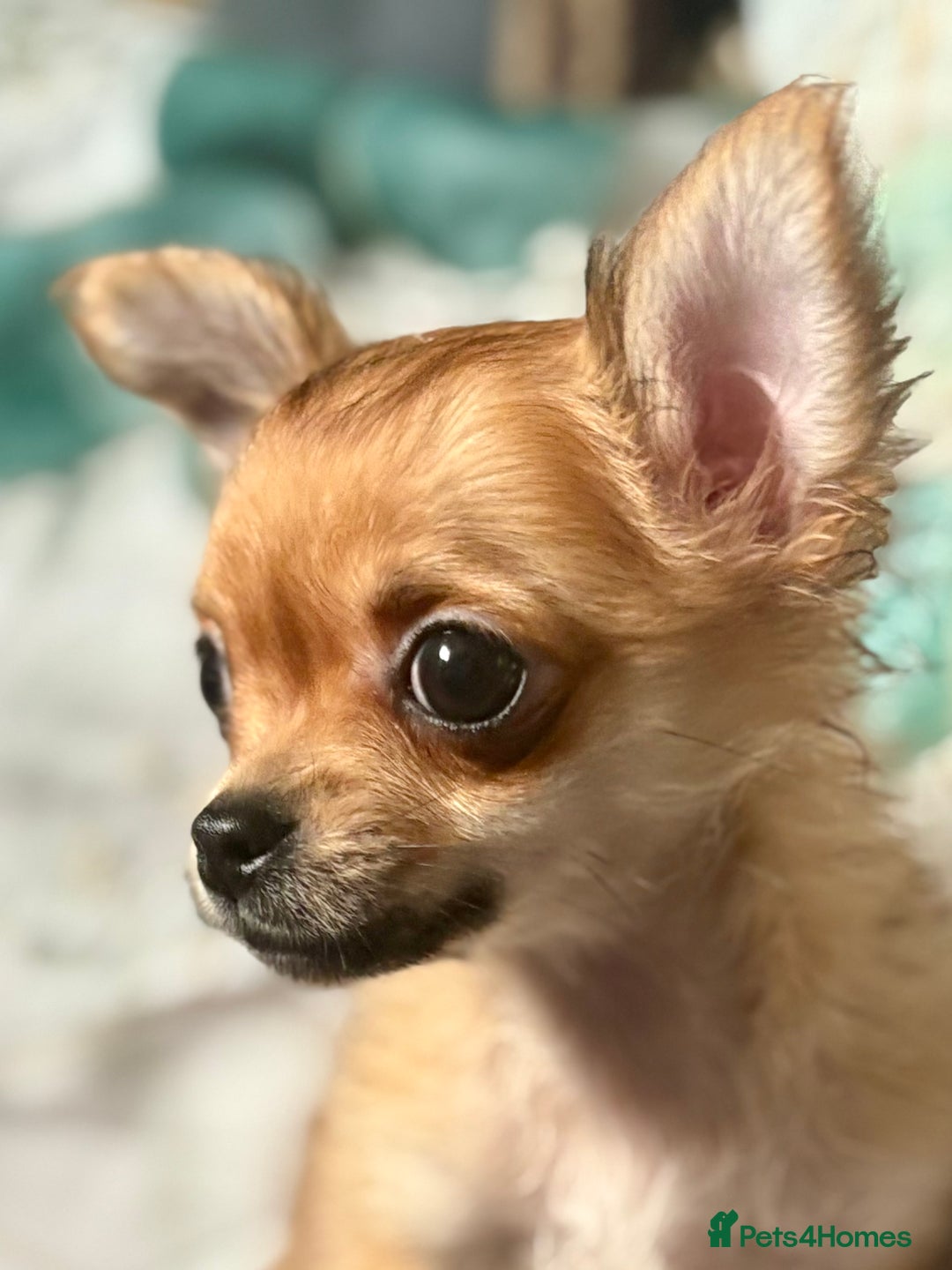 Chihuahua dogs for sale: REDUCED last long hair female pup. - Image 1