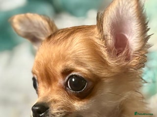 Chihuahua dogs for sale - Advert 1