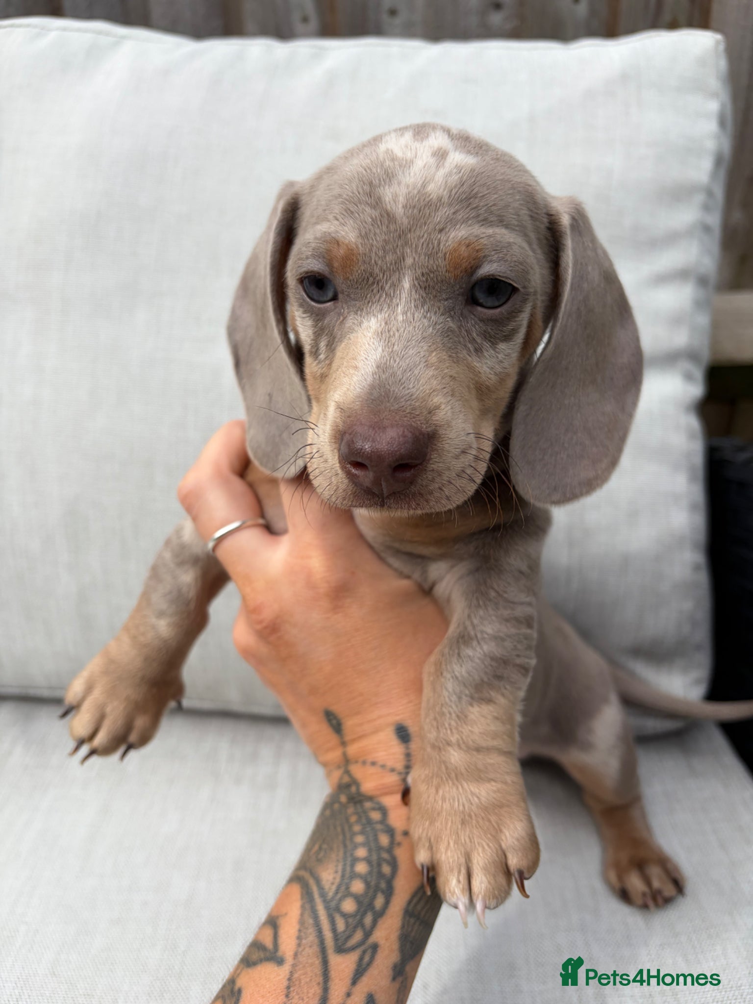 Miniature Dachshund dogs KC Registered! READY TO LEAVE TODAY!   - Advert 4