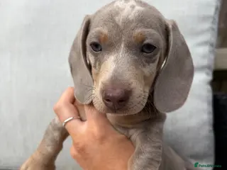 Miniature Dachshund dogs KC Registered! READY TO LEAVE TODAY! - Advert 4