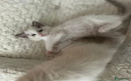 Ragdoll cats for sale: 5 Pure Ragdoll kittens - All Females -Pickup Ready - Image 10