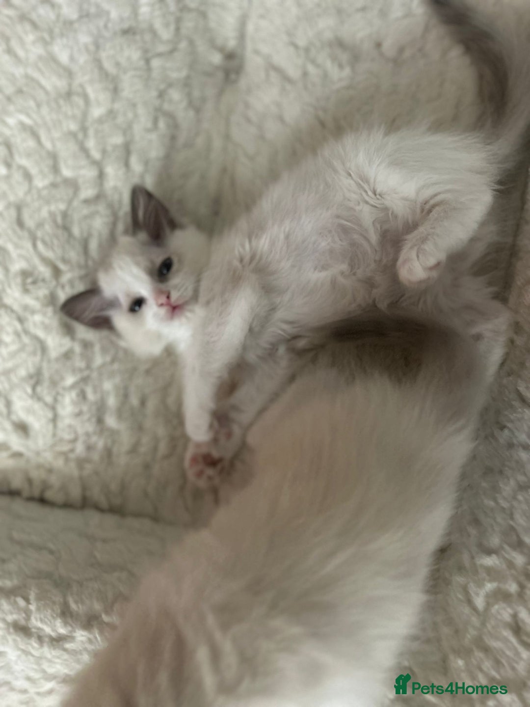 Ragdoll cats for sale: 5 Pure Ragdoll kittens - All Females -Pickup Ready - Image 10