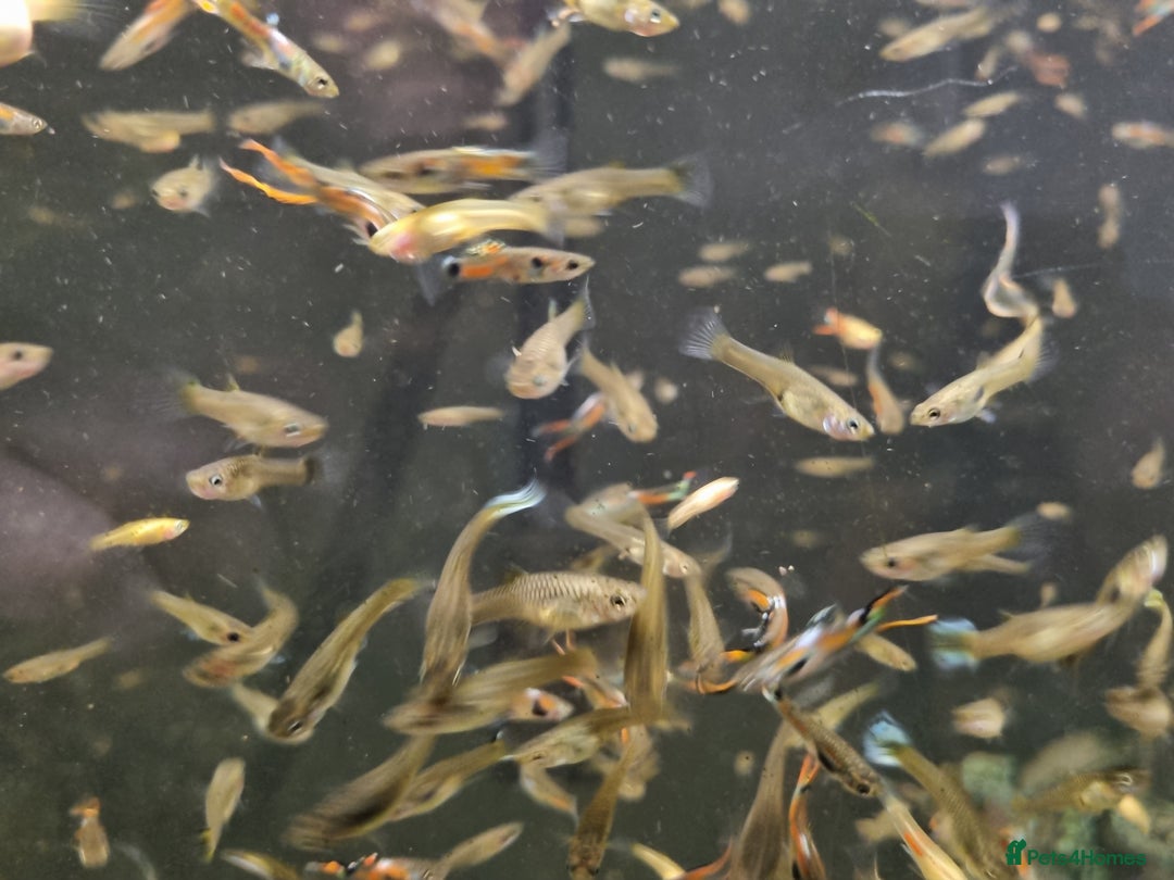 Plecos fish for sale: Plecos and guppies  - Advert 6