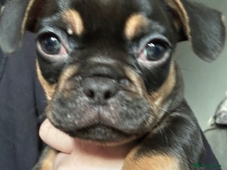 Mixed Breed dogs - Advert 6