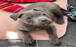 Staffordshire Bull Terrier dogs for stud: STUD.....Blue Siras in Stroud - Image 7