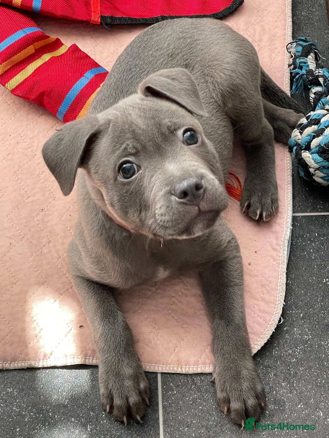 Staffordshire Bull Terrier dogs for stud: STUD.....Blue Siras in Stroud - Image 7