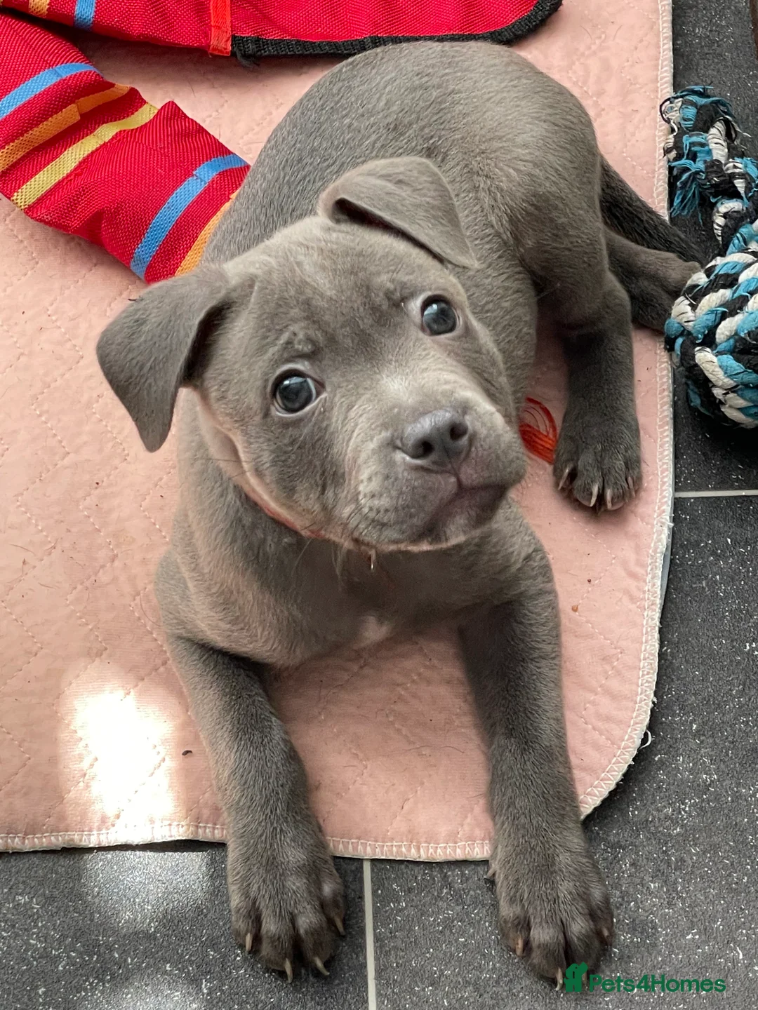 Staffordshire Bull Terrier dogs for stud: STUD.....Blue Siras in Stroud - Advert 7