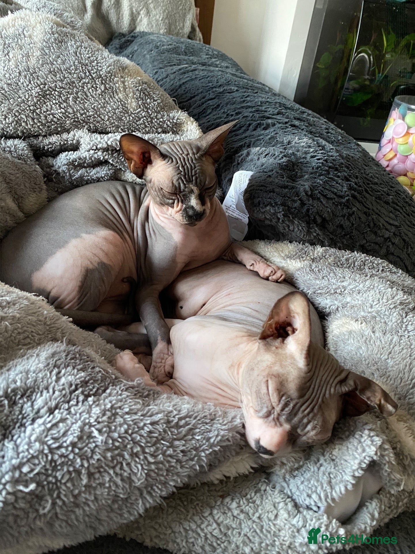 Sphynx cats Two loving boys for rehoming - Advert 1