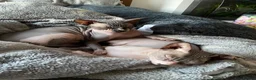 Sphynx cats for sale: Two loving boys for rehoming in Sevenoaks - Advert 1