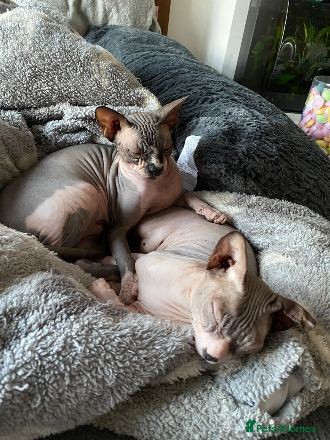 Sphynx cats for sale: Two loving boys for rehoming in Sevenoaks - Advert 1