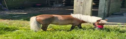 Shetland pony horses for sale: Adorable Miniature Shetland in Looe - Advert 9