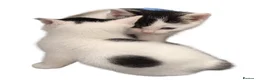 Domestic Shorthair cats for sale: 4 kittens for sale in Denbigh - Advert 3