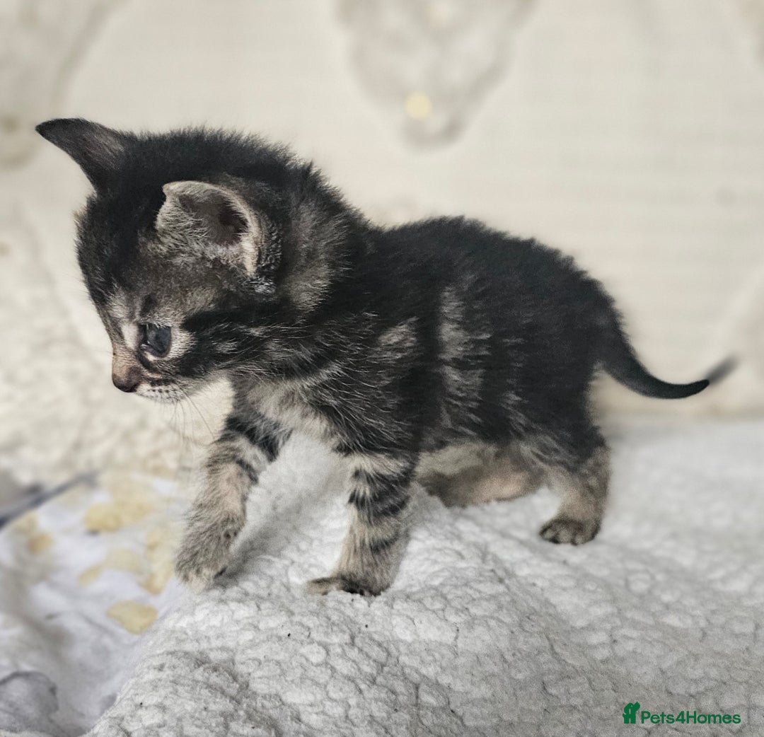 Persian cats for sale: PersianXTortoiseshell Crossbreed Kittens - Image 10