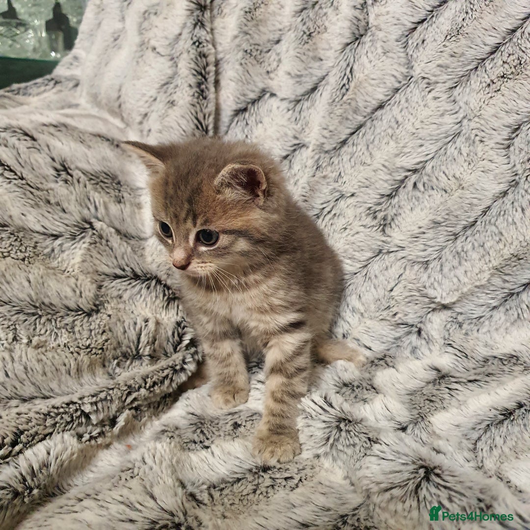 Mixed Breed cats for sale: 5 cute 😍 kittens  - Advert 12