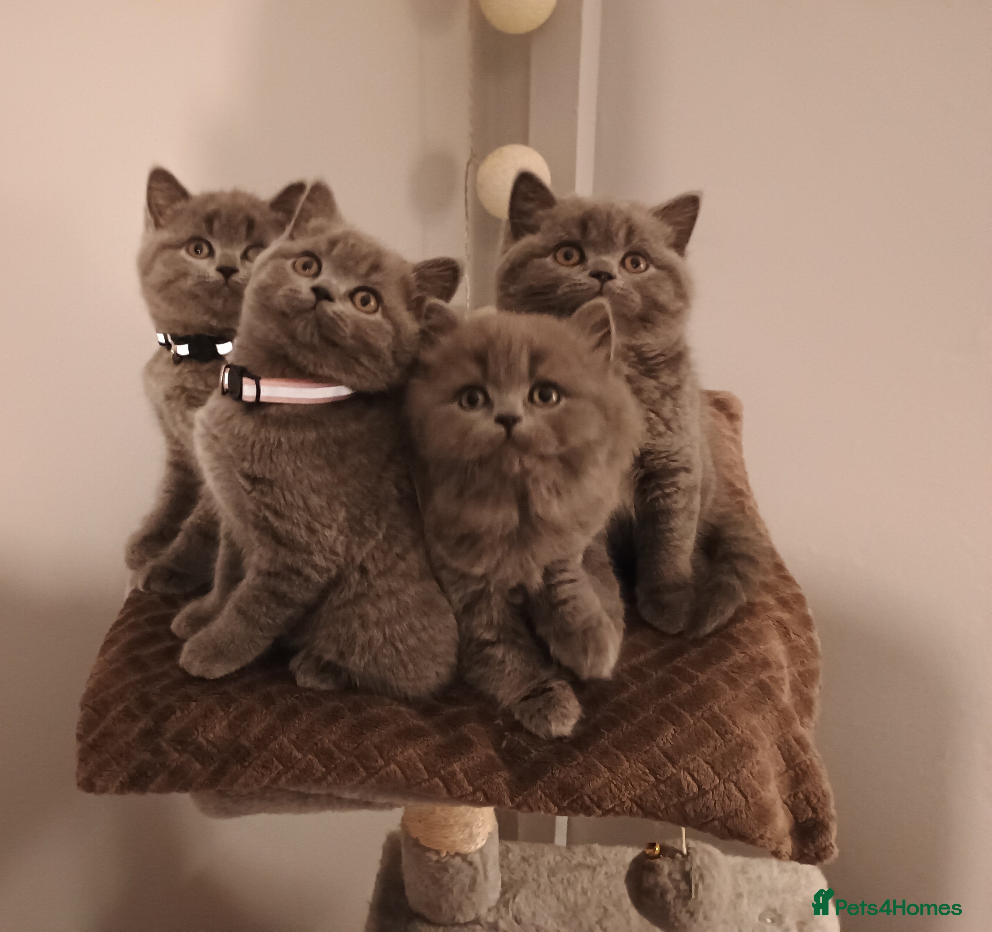 British Shorthair cats Beautiful British Shorthair Kittens for Sale - Advert 13