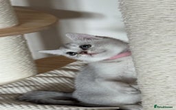 British Shorthair cats for sale: British shorthair x kittens for sale - Image 10