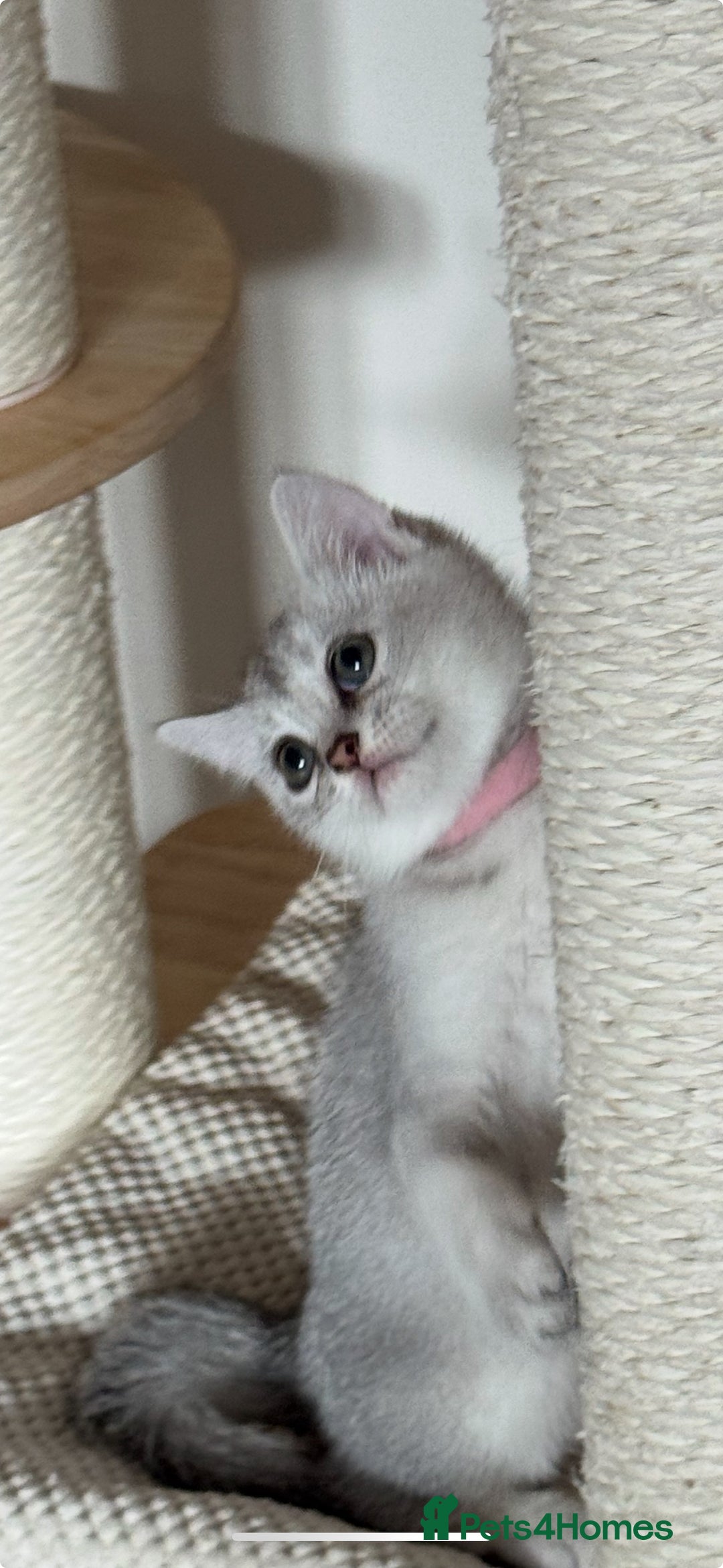 British Shorthair cats for sale: British shorthair x kittens for sale - Image 10