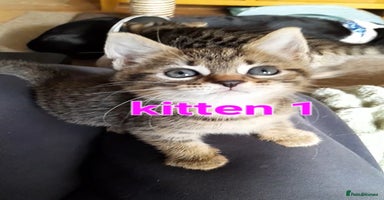 Mixed Breed cats - Advert 7