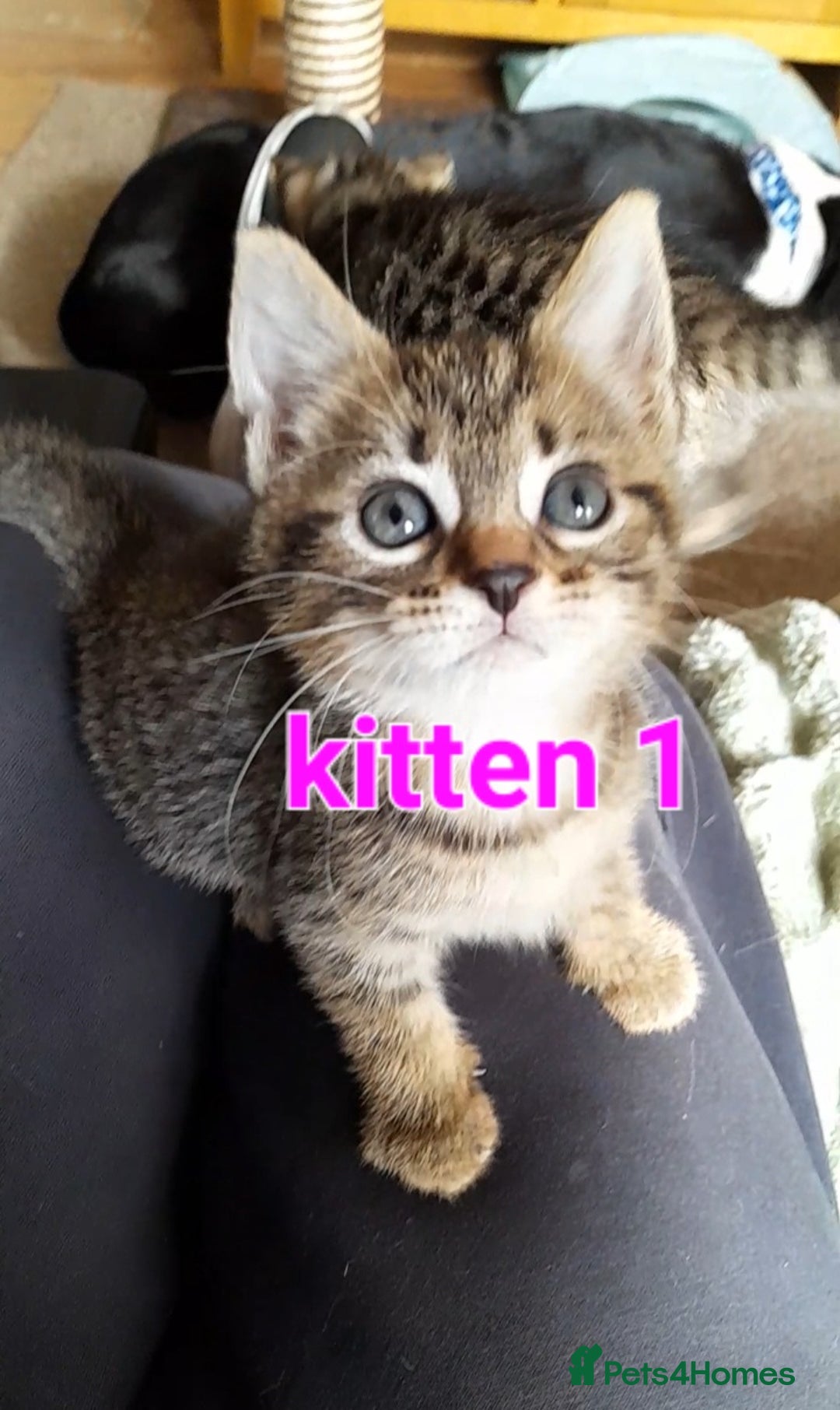 Mixed Breed cats for sale: Babies Ready Now - Image 2
