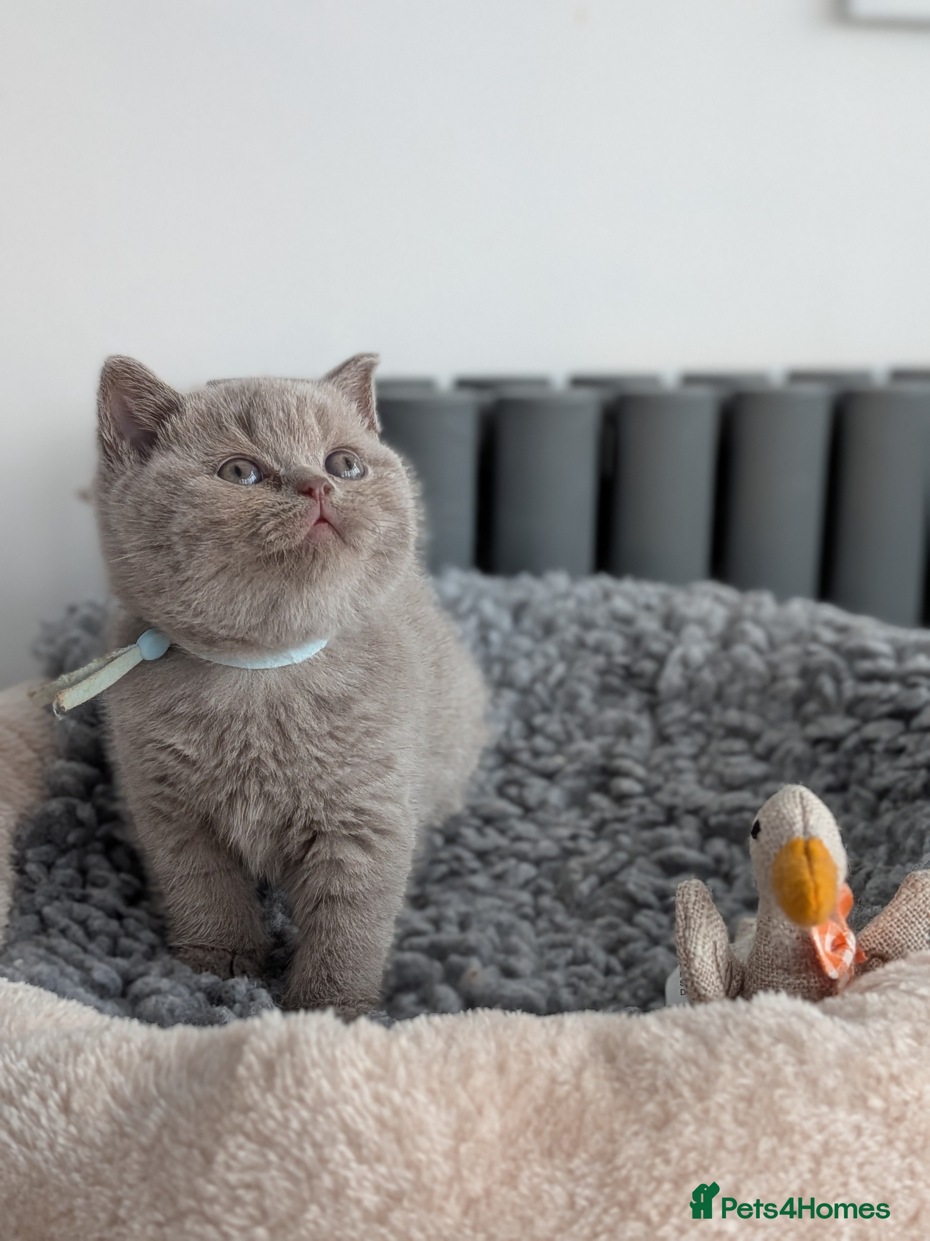 British Shorthair cats British Shorthair kittens GCCF registered  - Advert 14