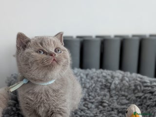 British Shorthair cats British Shorthair kittens GCCF registered - Advert 14