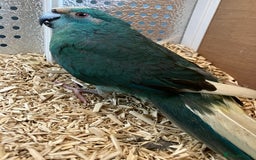 Parakeets birds for sale: Male Kakariki’s for sale  - Image 1