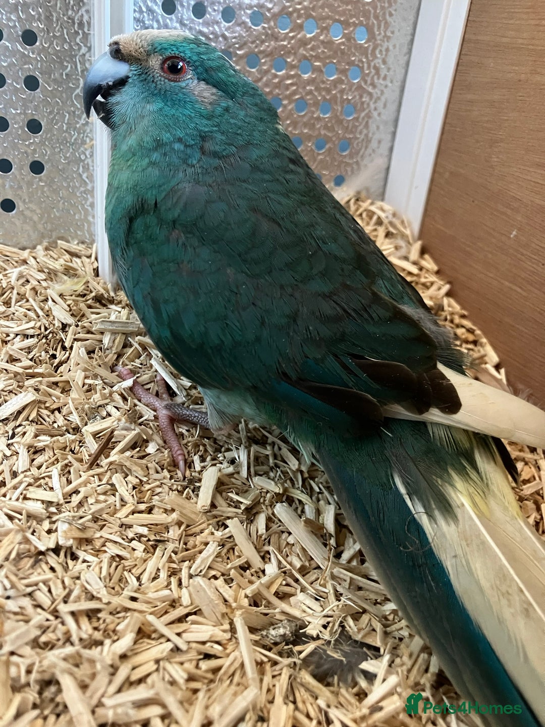 Parakeets birds for sale: Male Kakariki’s for sale  - Image 1