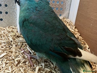 Parakeets birds - Advert 30