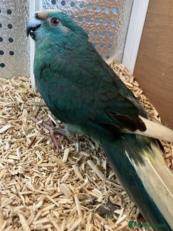 Parakeets birds - Advert 14