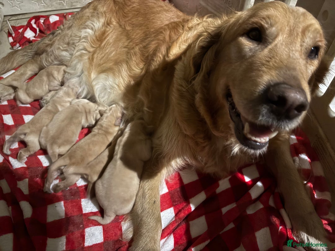 Golden Retriever dogs for sale: Golden retriever puppies boys and girls available  - Advert 2
