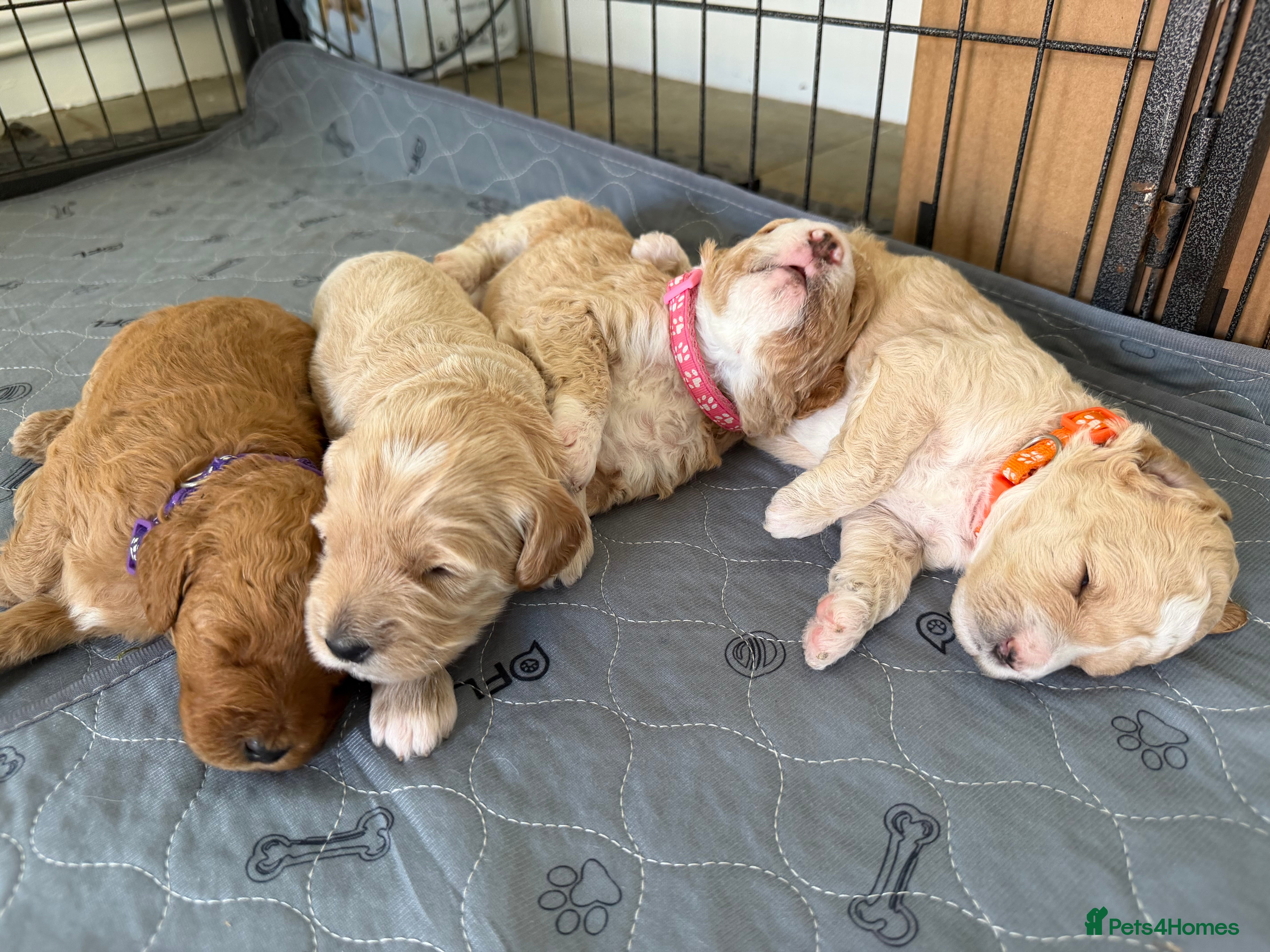 Australian Labradoodle dogs Australian double doodle Puppies 💕🐶 - Advert 2