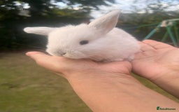 Mini Lion Lop rabbits for sale: Mini lop - Image 16