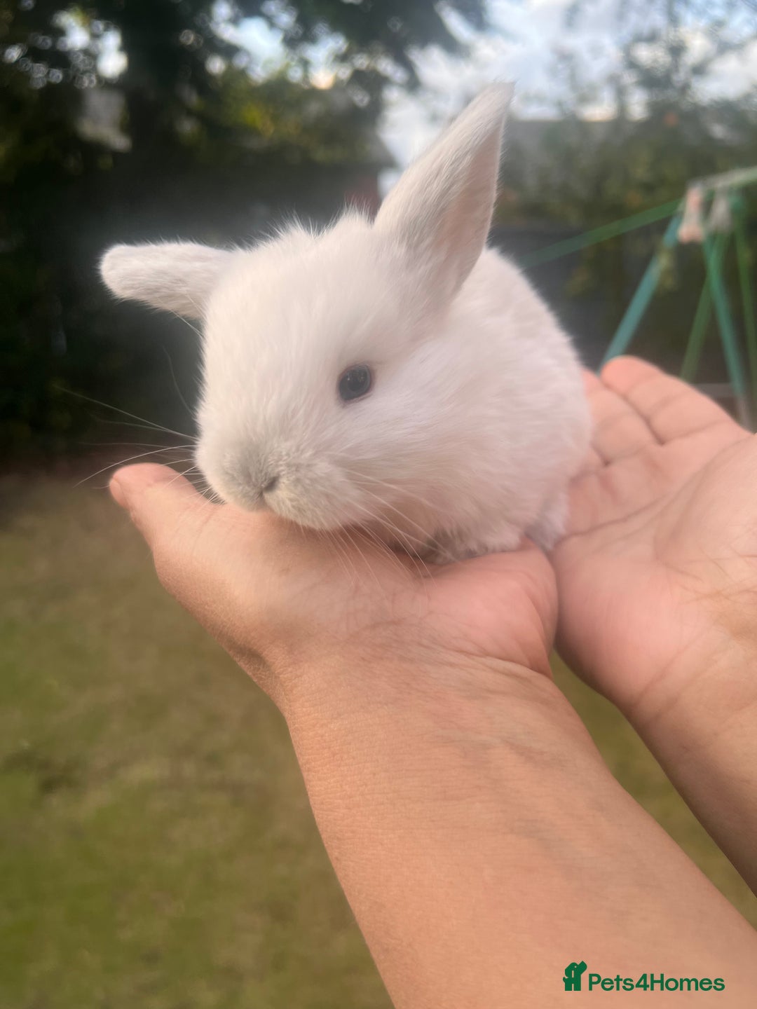 Mini Lion Lop rabbits for sale: Mini lop - Image 16