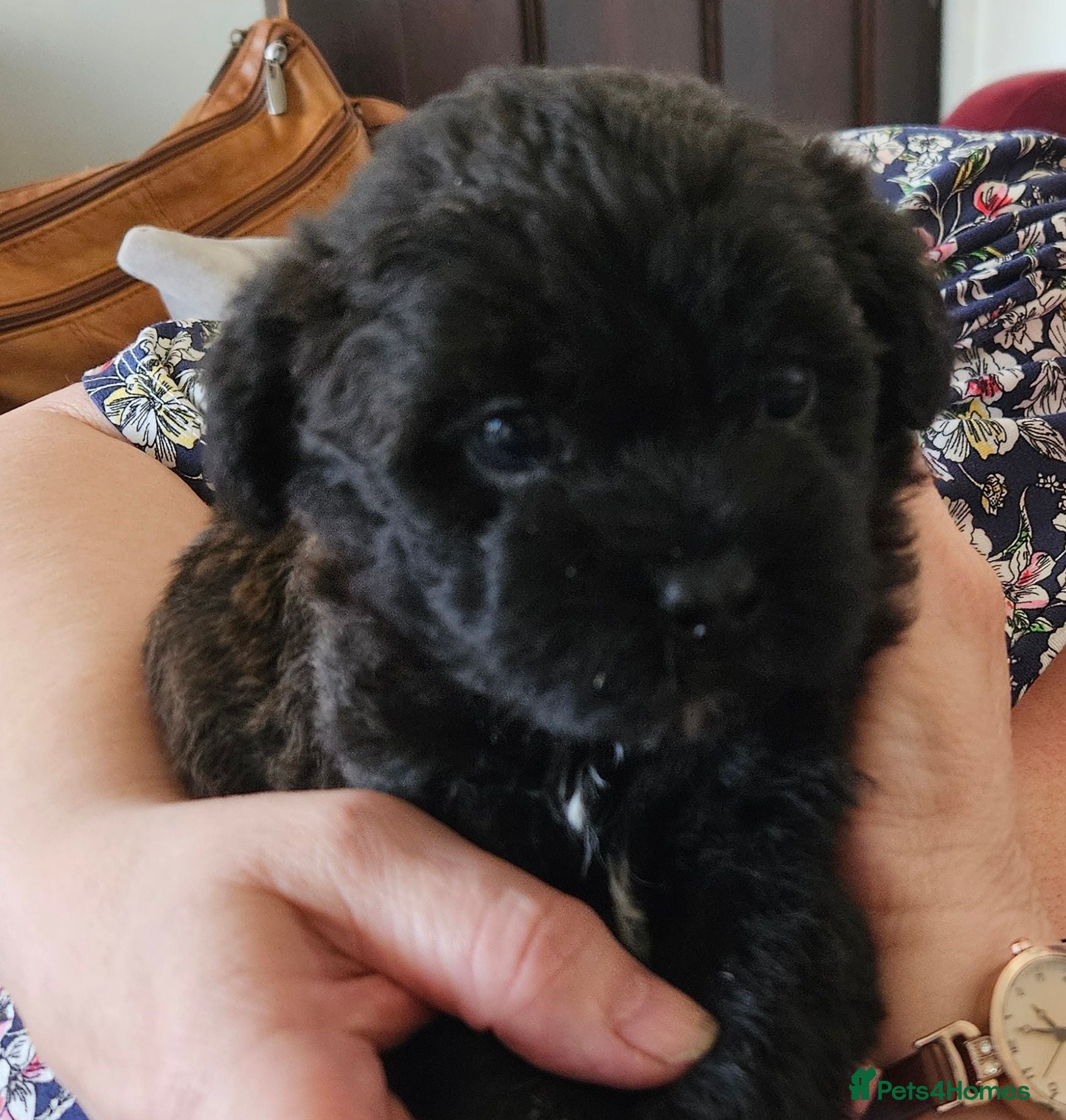 Shihpoo dogs Shiphoo puppies in Devon - Advert 5