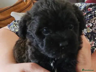 Shihpoo dogs Shiphoo puppies in Devon - Advert 5
