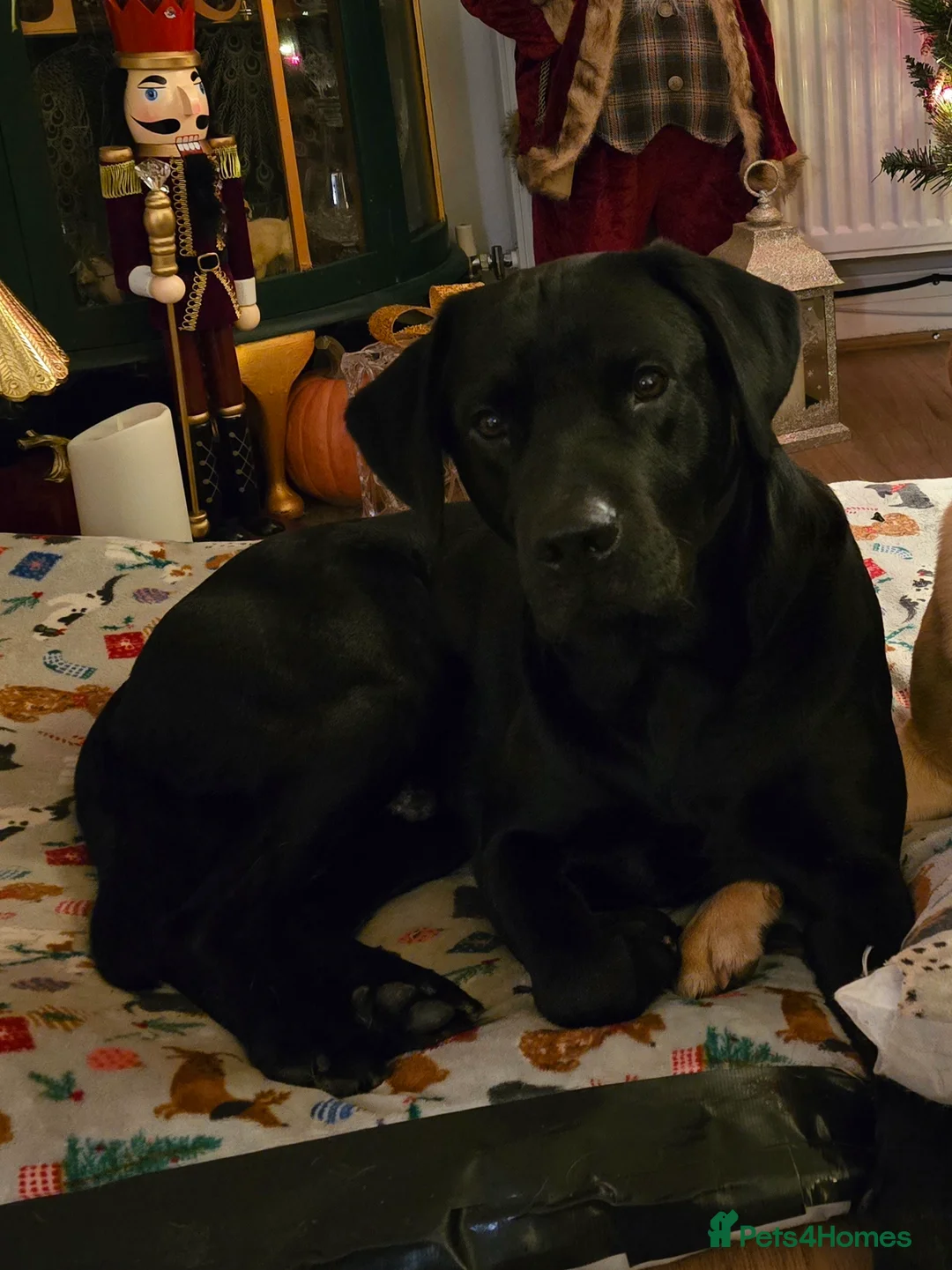 Labrador Retriever dogs for stud: Labrador Ret. 100%-success PROVEN KC/Health tested in Brecon - Advert 2