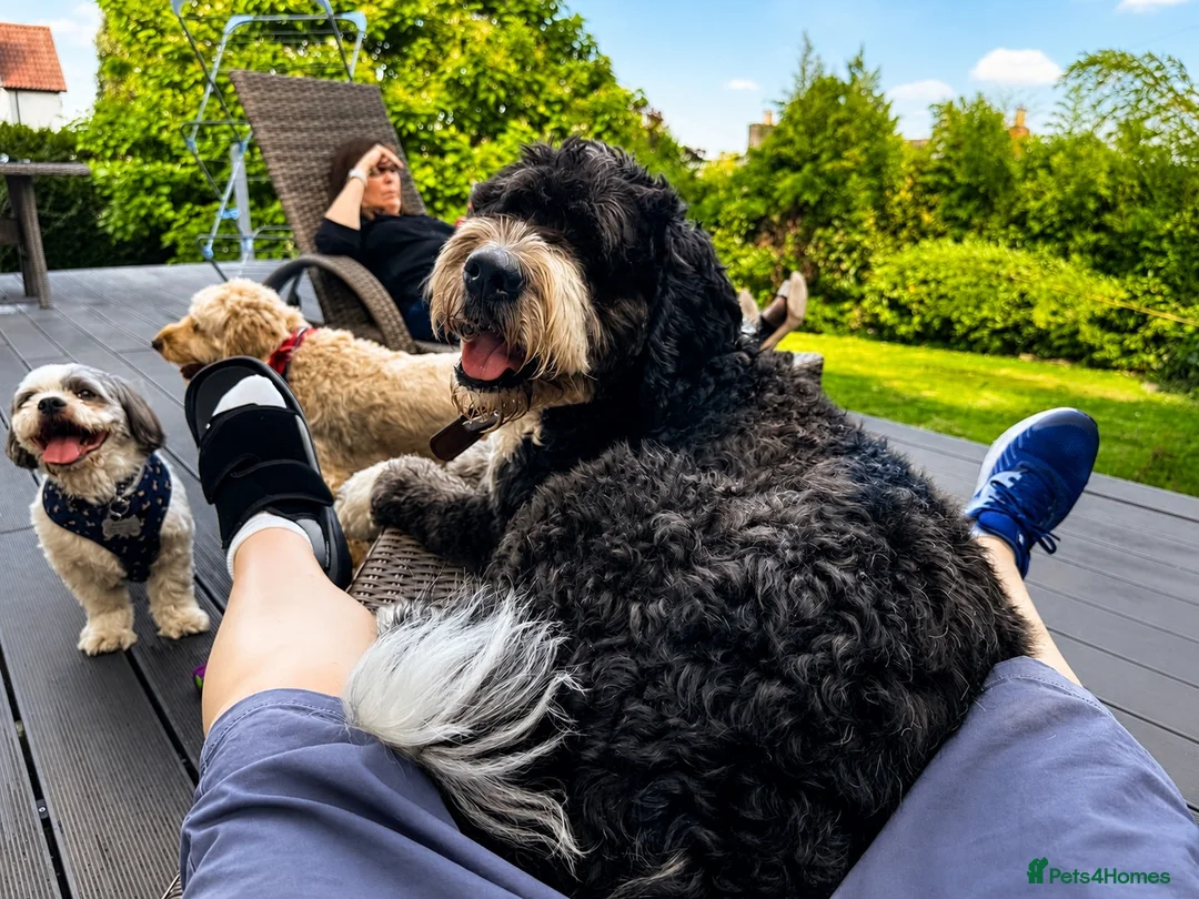Bernedoodle dogs for sale: 2 yr old male Bernedoodle (Collin)  - Advert 2