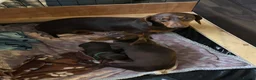 Miniature Dachshund dogs for sale: 3 x Miniature Dachshund Puppies in Gravesend - Advert 1