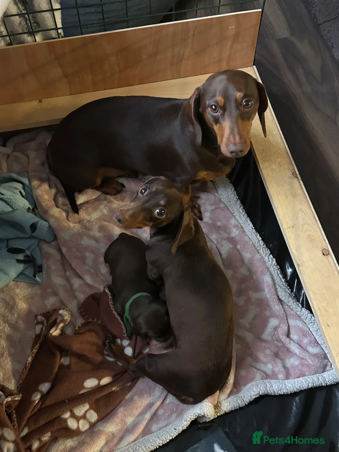 Miniature Dachshund dogs for sale: 3 x Miniature Dachshund Puppies in Gravesend - Advert 1