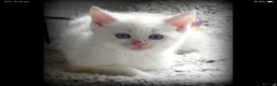 Mixed Breed cats for sale: Adorable Ragdoll x Maine Coon mix kittens  - Advert 1
