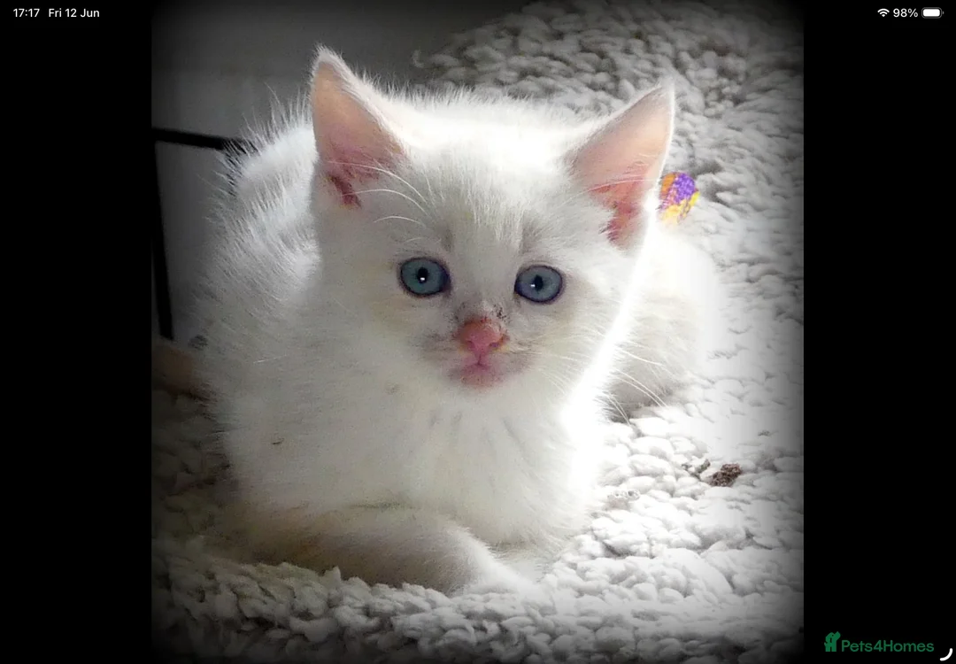 Mixed Breed cats for sale: Adorable Ragdoll x Maine Coon mix kittens  - Advert 1