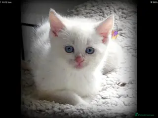 Mixed Breed cats Adorable Ragdoll x Maine Coon mix kittens - Advert 5